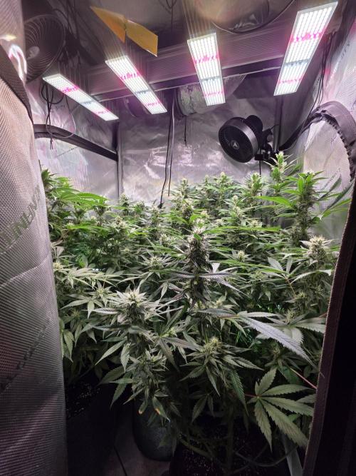 Dankberry, Frozen Black Cherry, Blue Che. Week 12