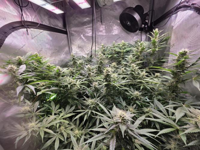 Dankberry, Frozen Black Cherry, Blue Che. Week 12