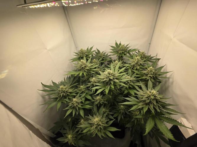 Lemon Cherry Cookies Auto. Week 12