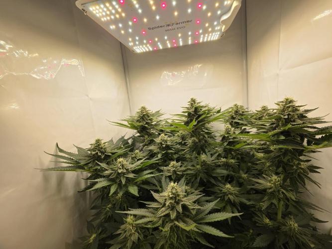 Lemon Cherry Cookies Auto. Week 12