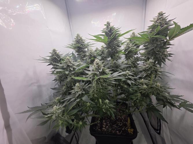 Lemon Cherry Cookies Auto. Week 12 - Tag 39 🧐