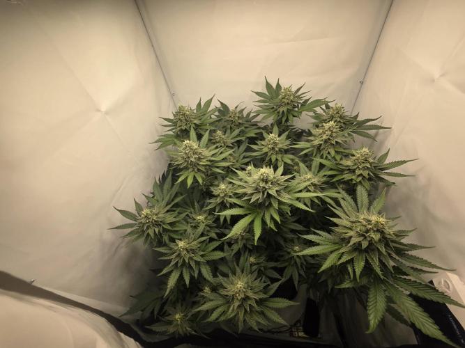 Lemon Cherry Cookies Auto. Week 12