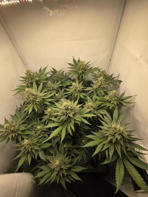 Lemon Cherry Cookies Auto. Week 13