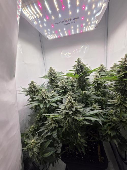 Lemon Cherry Cookies Auto. Week 13