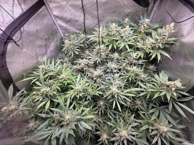 Dankberry, Frozen Black Cherry, Blue Che. Week 13