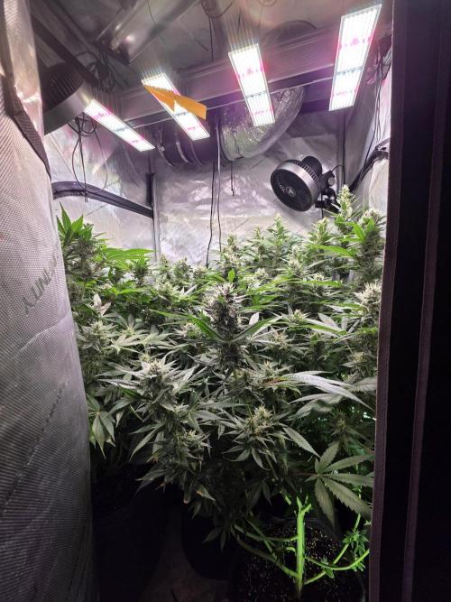 Dankberry, Frozen Black Cherry, Blue Che. Week 13