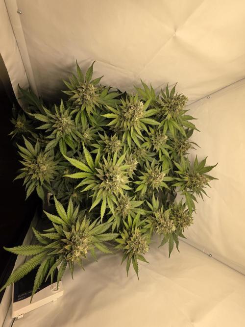 Lemon Cherry Cookies Auto. Week 14
