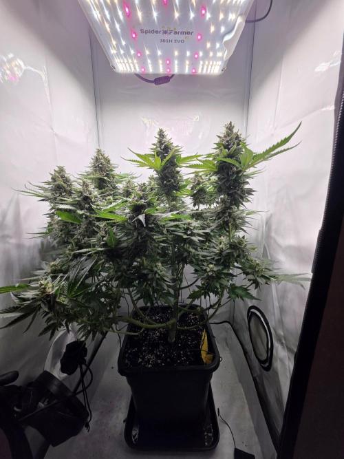 Lemon Cherry Cookies Auto. Week 14