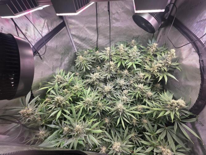 Dankberry, Frozen Black Cherry, Blue Che. Week 14