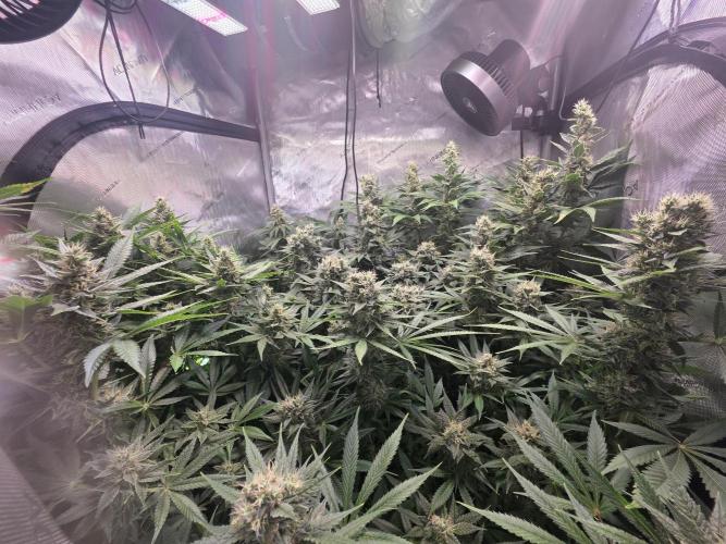 Dankberry, Frozen Black Cherry, Blue Che. Week 14