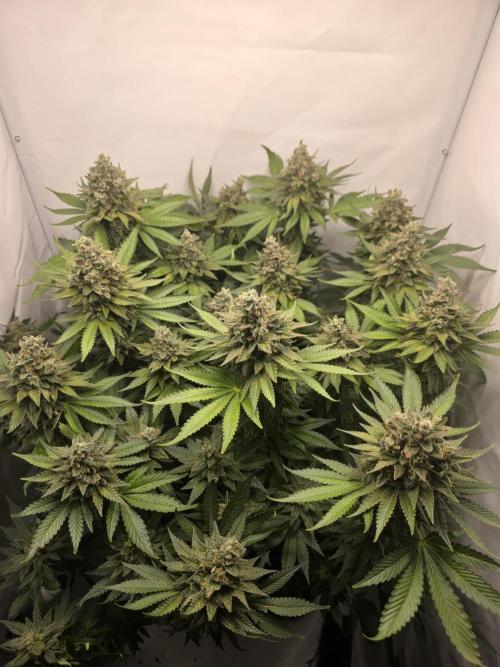Lemon Cherry Cookies Auto. Week 15