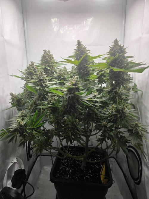 Lemon Cherry Cookies Auto. Week 15