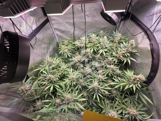 Dankberry, Frozen Black Cherry, Blue Che. Week 15