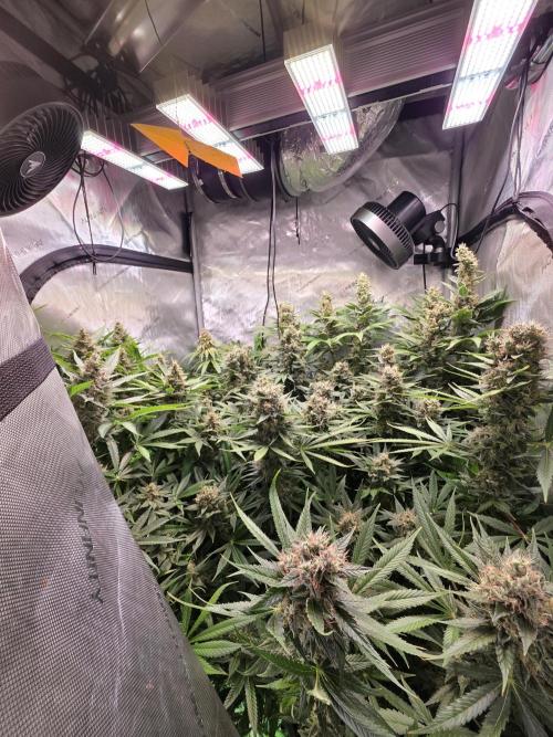 Dankberry, Frozen Black Cherry, Blue Che. Week 15