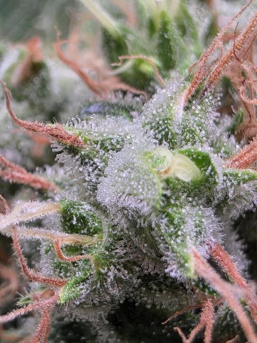 Dankberry, Frozen Black Cherry, Blue Che. Week 15