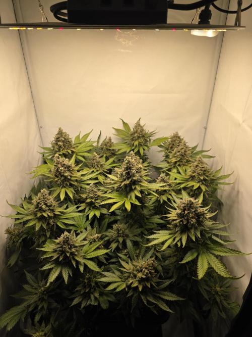 Lemon Cherry Cookies Auto. Week 16