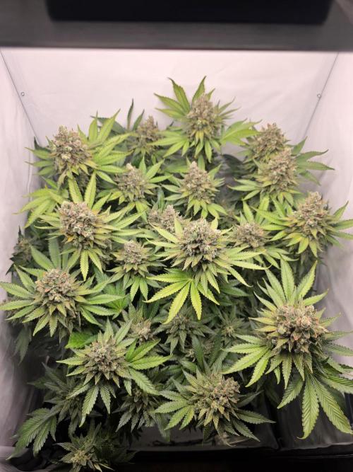 Lemon Cherry Cookies Auto. Week 16