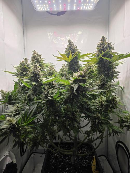 Lemon Cherry Cookies Auto. Week 16