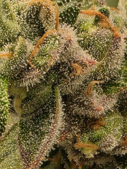 Lemon Cherry Cookies Auto. Week 16