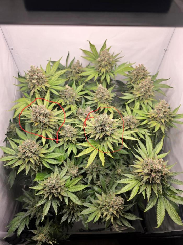 Lemon Cherry Cookies Auto. Week 17