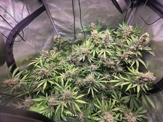 Dankberry, Frozen Black Cherry, Blue Che. Week 16