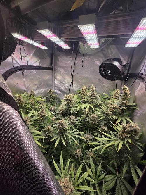 Dankberry, Frozen Black Cherry, Blue Che. Week 16