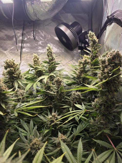 Dankberry, Frozen Black Cherry, Blue Che. Week 16