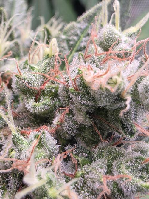 Dankberry, Frozen Black Cherry, Blue Che. Week 16