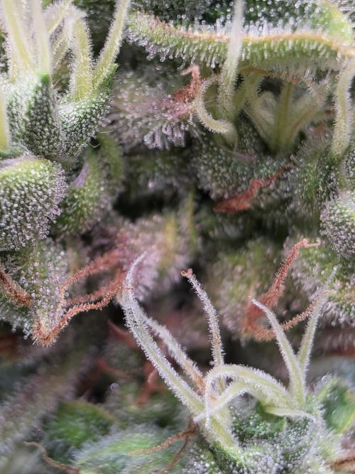 Dankberry, Frozen Black Cherry, Blue Che. Week 16