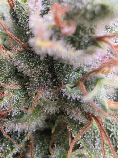 Dankberry, Frozen Black Cherry, Blue Che. Week 16