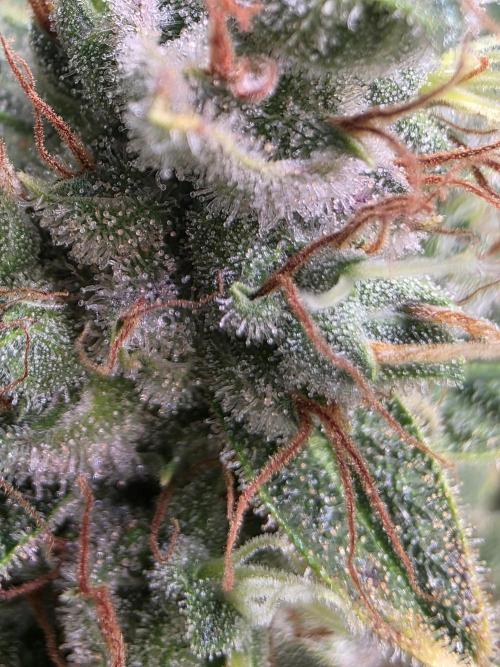 Dankberry, Frozen Black Cherry, Blue Che. Week 16