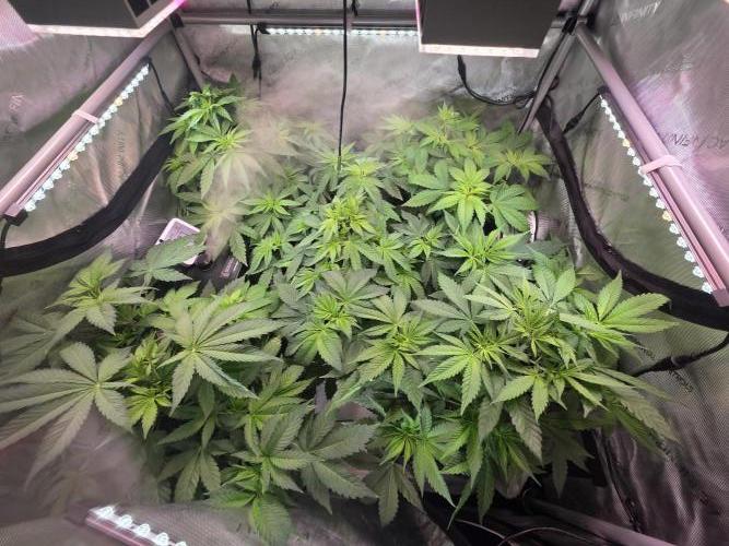 Dankberry, Frozen Black Cherry, Blue Che. Week 7