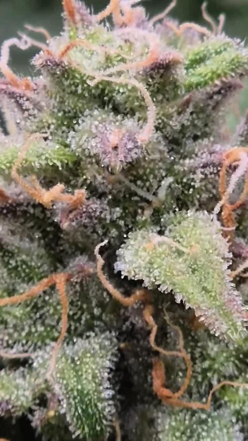 Easy Bud RQS