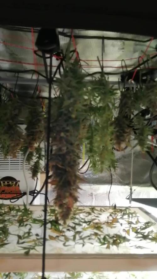 Ghost Train Haze Automatic