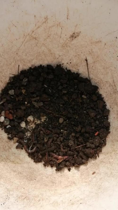 Triple Cheese Indoor