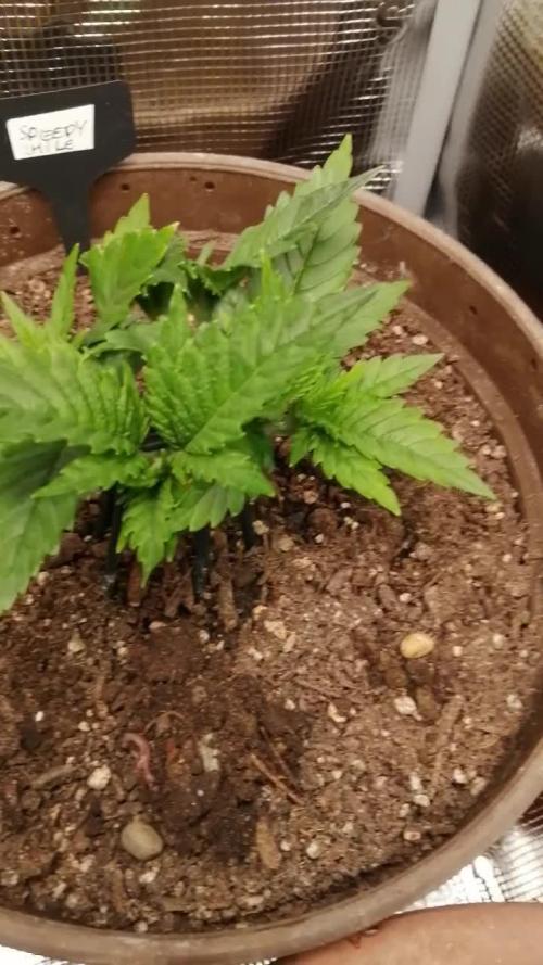 Speedy Chile Outdoor