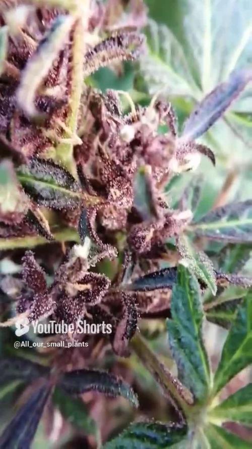 CBD Purple Kush Auto Outdoor 2025