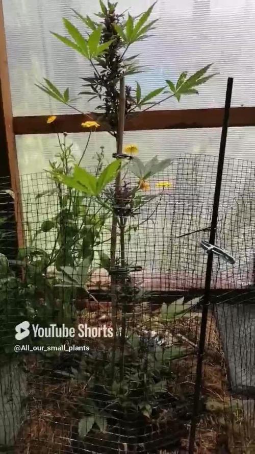 CBD Purple Kush Auto Outdoor 2025