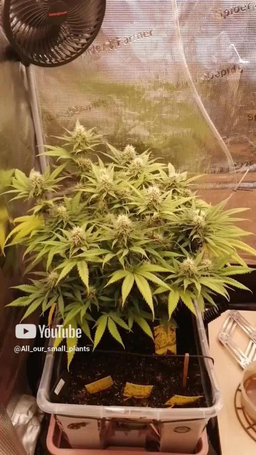 Triple Cheese Indoor