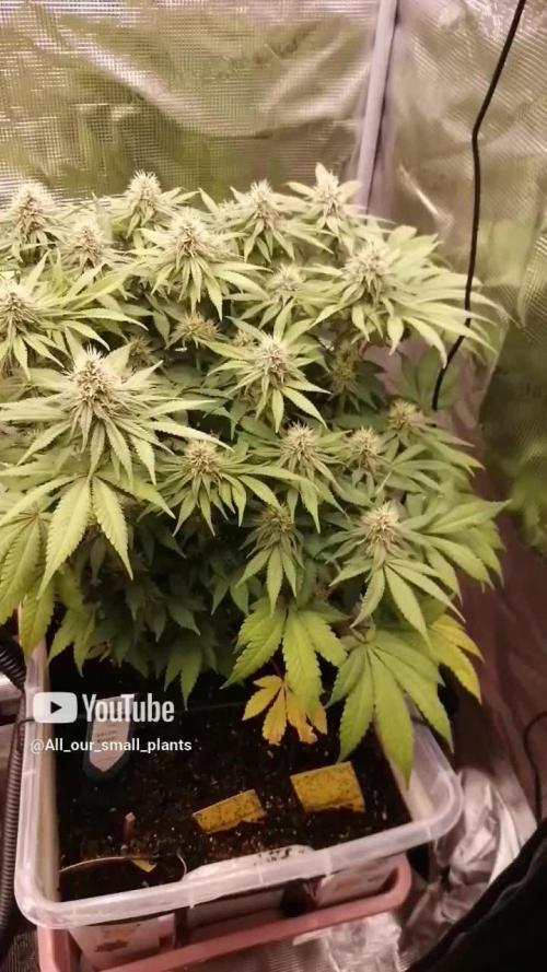 White Rhino Indoor