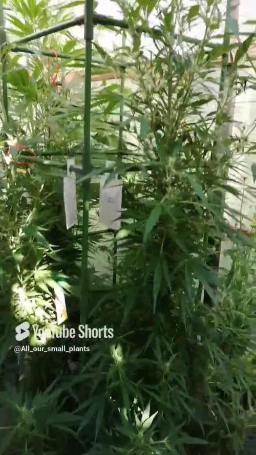 Membrana Hiper Auto Outdoor!!!