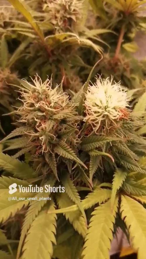 Triple Cheese Indoor