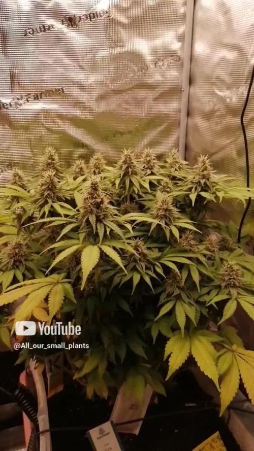 White Rhino Indoor