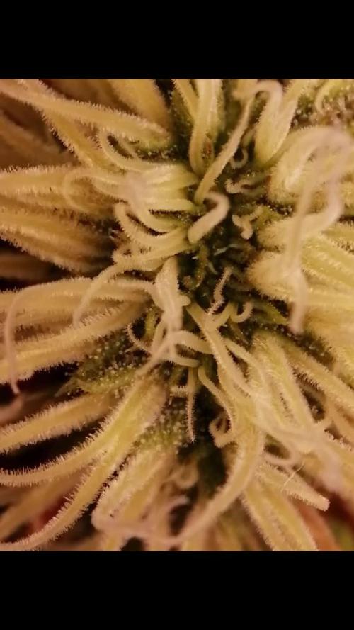 Triple Cheese Indoor