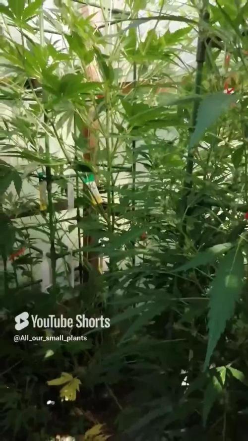 Speedy Chile Outdoor