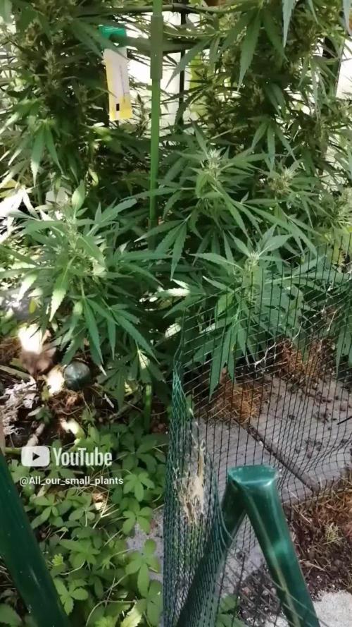 Membrana Hiper Auto Outdoor!!!