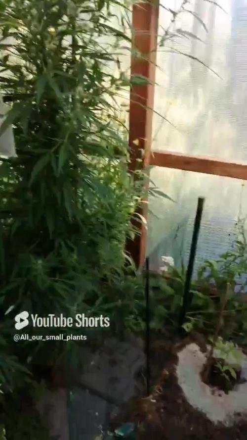 Auto Candy Bubatz XL Dutch Passion