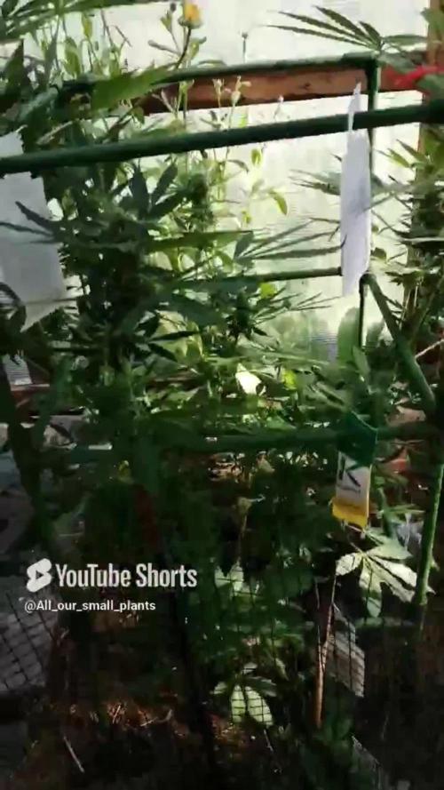 White Truffle Outdoor 2025