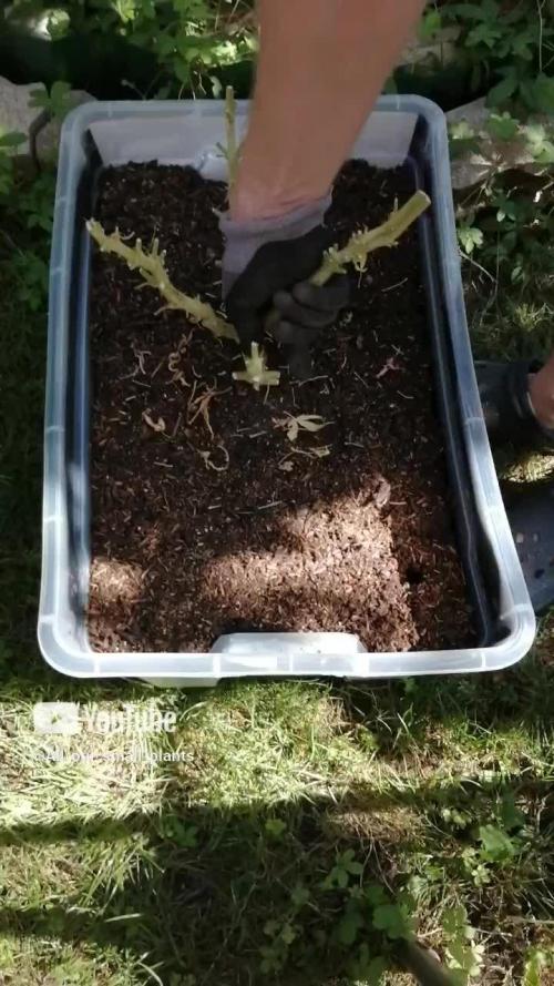 Triple Cheese Indoor