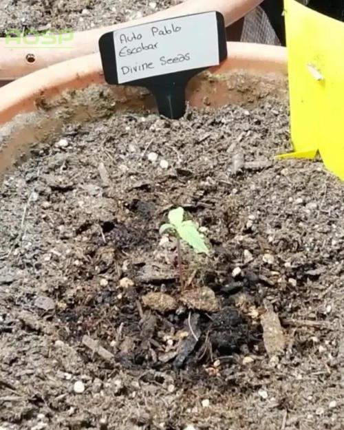 Auto Pablo Escobar Divine Seeds 2025